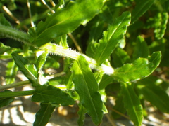 Wahlenbergia cuspidata