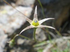 Wahlenbergia cuspidata