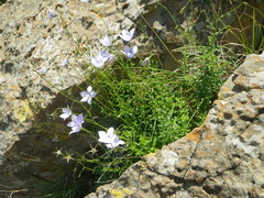 Wahlenbergia cuspidata