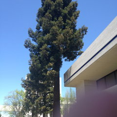Sequoia sempervirens