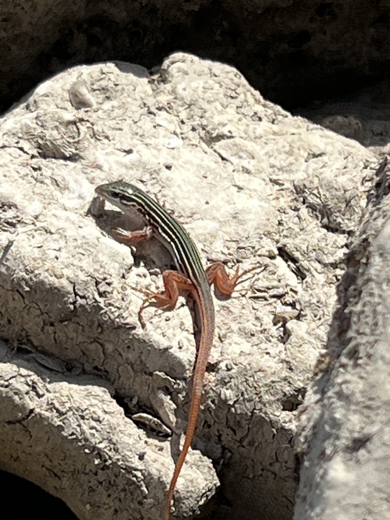 Common Spotted Whiptail from Canyon Lake, Canyon Lake, TX, US on July ...