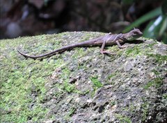 Physignathus cocincinus