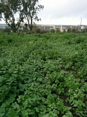 Urtica pilulifera