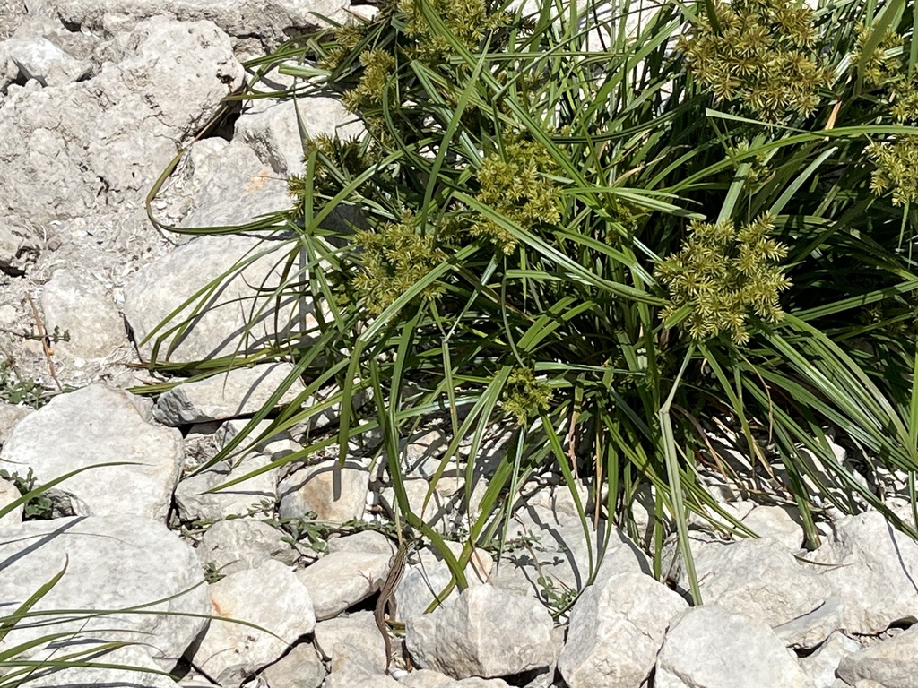 Common Spotted Whiptail from Canyon Lake, Canyon Lake, TX, US on July ...