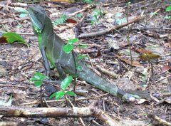 Physignathus cocincinus