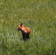 Vulpes vulpes