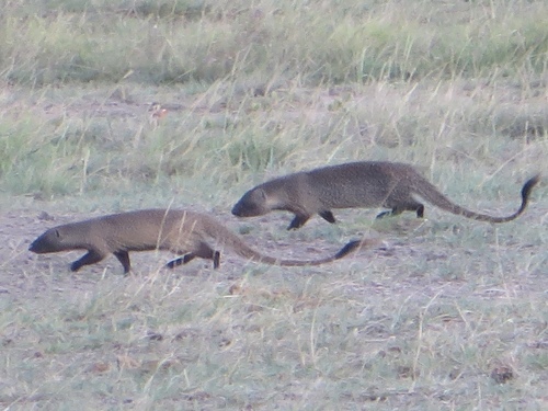 Egyptian Mongoose, photo 7 of 9