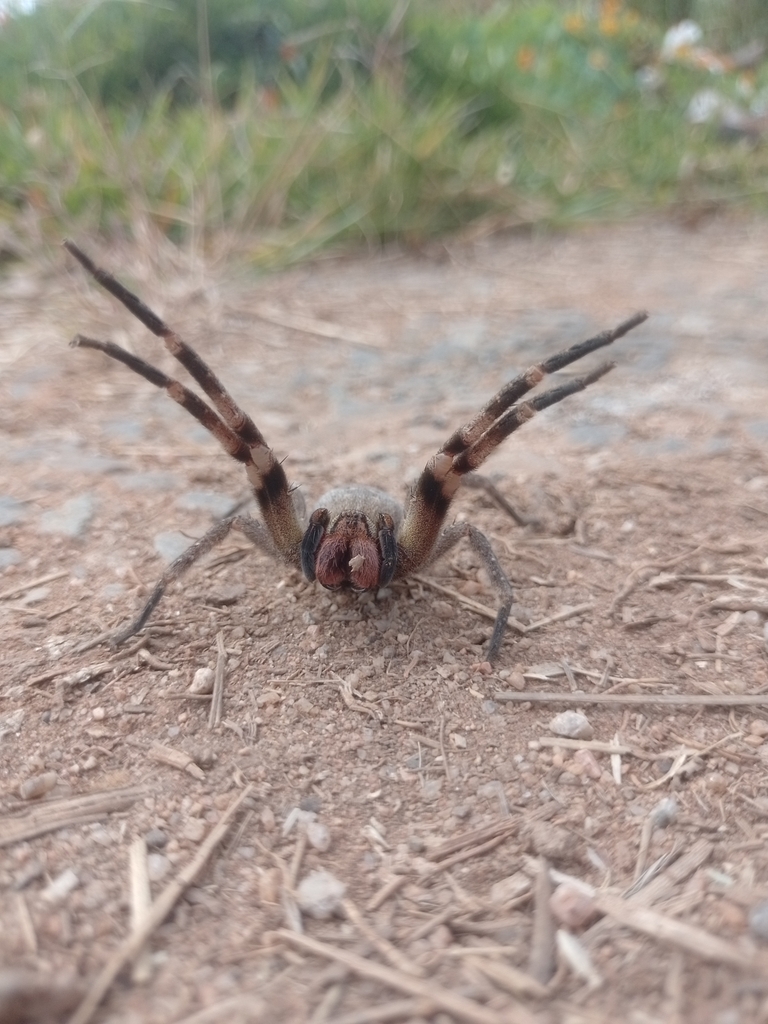 Brazilian wandering spider (Phoneutria nigriventer)