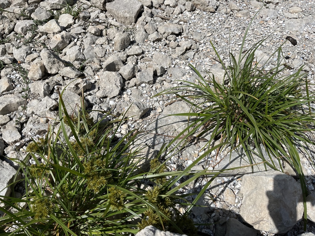 Common Spotted Whiptail from Canyon Lake, Canyon Lake, TX, US on July ...