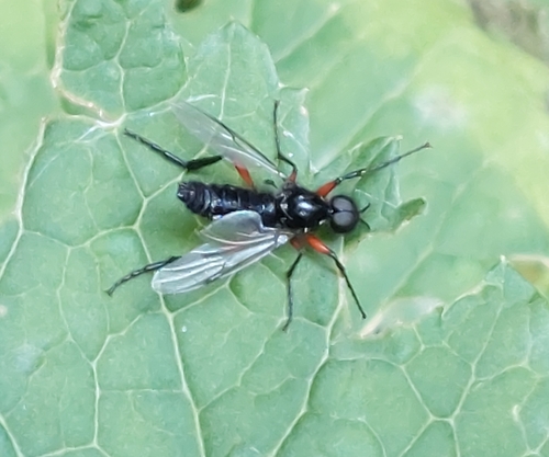 Red-thighed St Mark's Fly