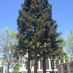 Sequoia sempervirens