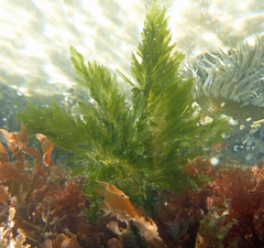 Bryopsis corticulans