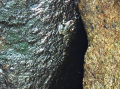 Amolops hongkongensis