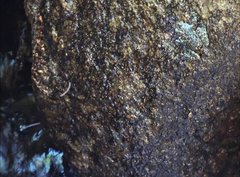 Amolops hongkongensis