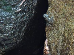 Amolops hongkongensis