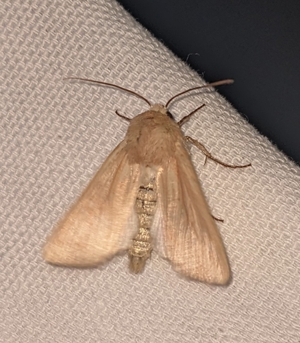 Meadow Wainscot Moth photo 4