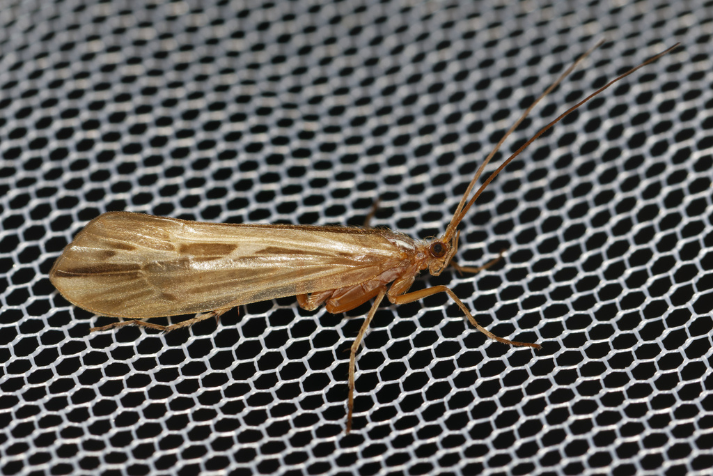 Grammotaulius submaculatus