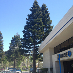 Sequoia sempervirens