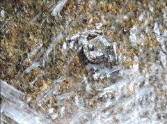 Amolops hongkongensis