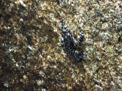 Amolops hongkongensis