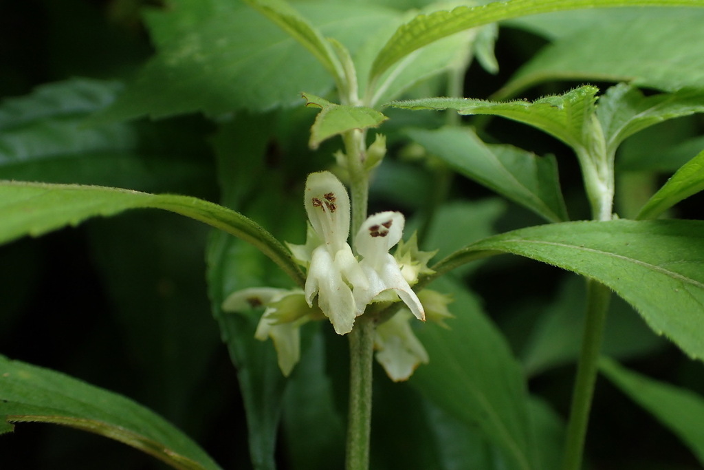 Paraphlomis formosana (Paraphlomis formosana)