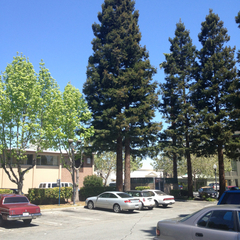Sequoia sempervirens