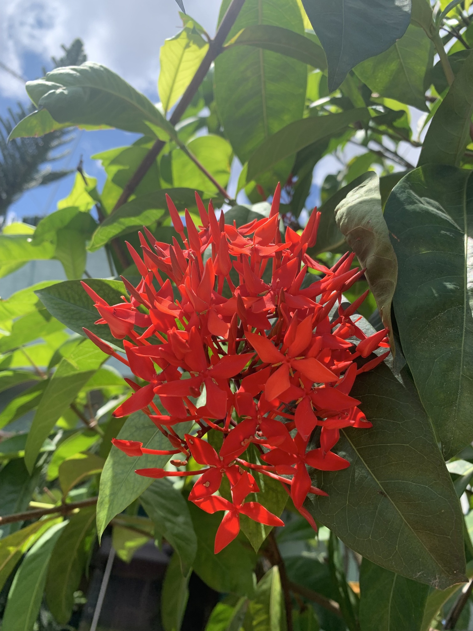 Ixora coccinea