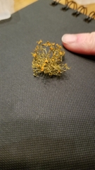 Teloschistes exilis