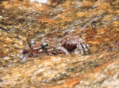 Amolops hongkongensis