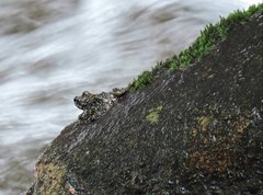 Amolops hongkongensis