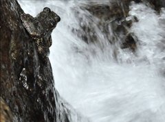 Amolops hongkongensis