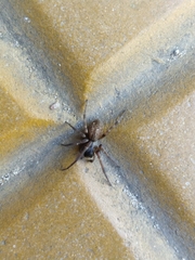 Badumna longinqua