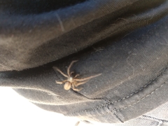 Badumna longinqua