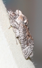 Cossinae