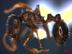 Tetramorium caespitum