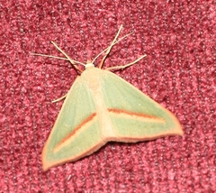 Chlorerythra rubriplaga