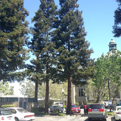 Sequoia sempervirens