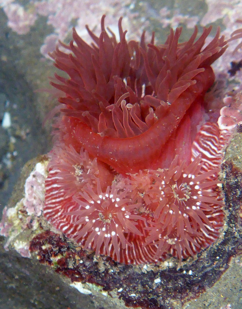 Brooding Anemone (Cnidarians of the Eastern Pacific - Anthozoans