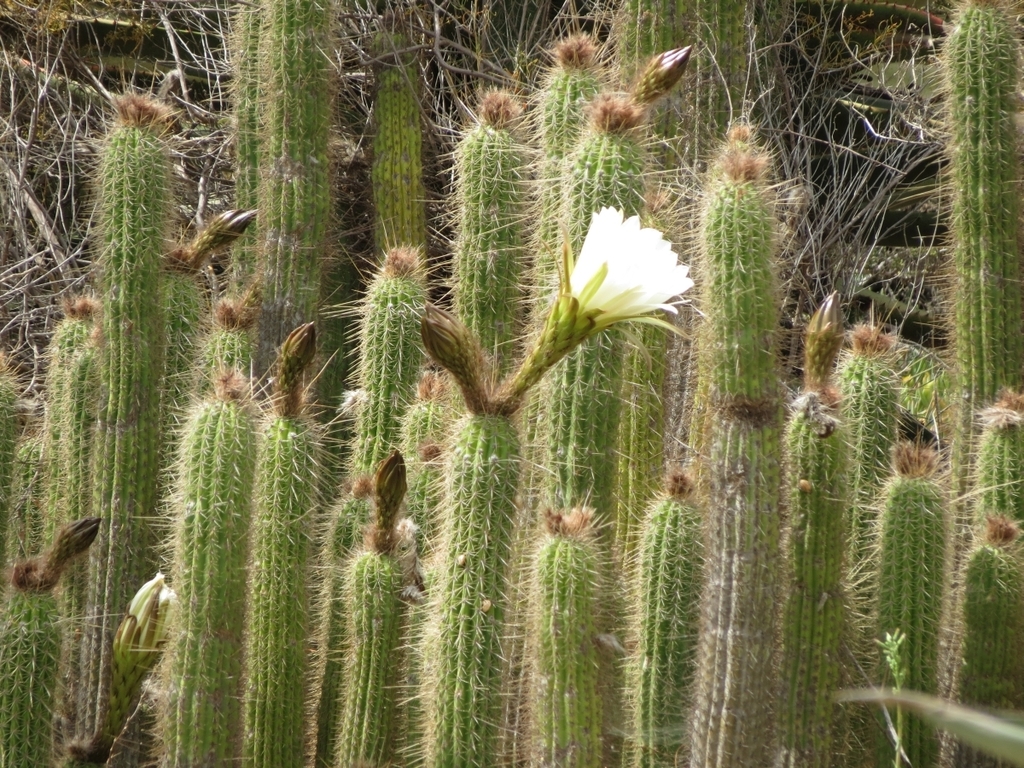 torch cactus