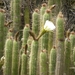 Torch Cactus - Photo (c) Marion Maclean, some rights reserved (CC BY-NC), uploaded by Marion Maclean