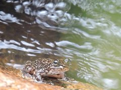 Amolops hongkongensis