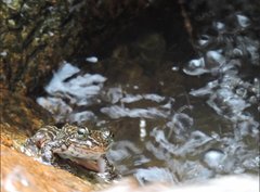 Amolops hongkongensis