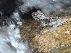 Amolops hongkongensis