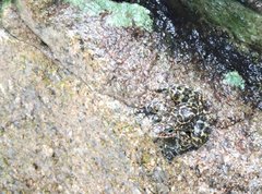 Amolops hongkongensis