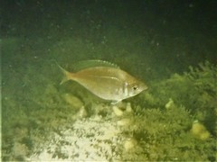 Parequula melbournensis