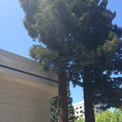 Sequoia sempervirens