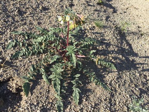 Chylismia claviformis ssp. aurantiaca