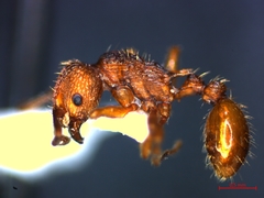 Myrmica sabuleti
