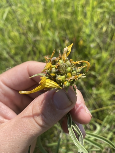 Neolasioptera helianthi