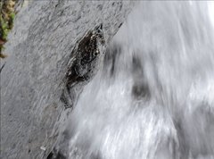 Amolops hongkongensis